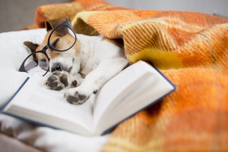 puppy asleep in a bed with glasses on and a book under his paws