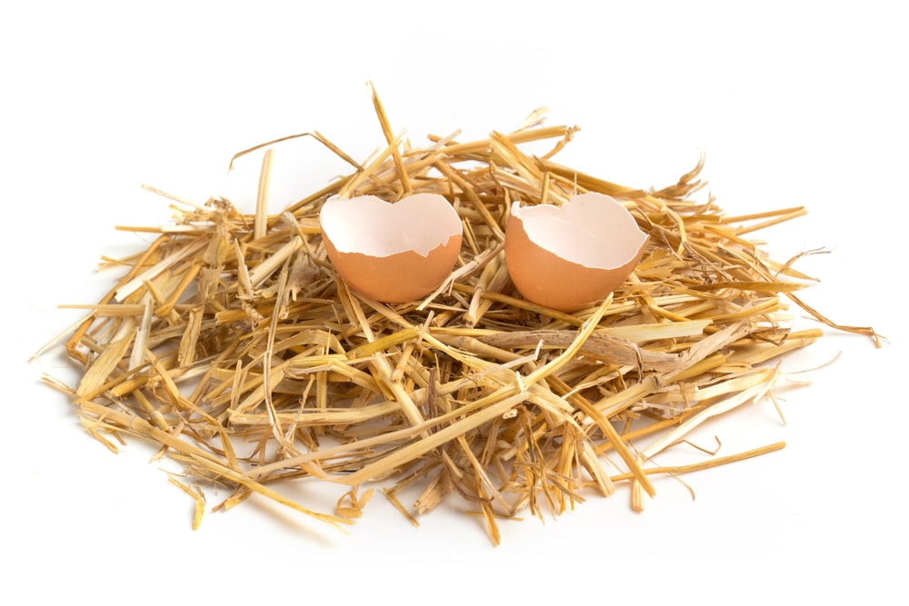 two-eggshell-pieces-on-top-of-nest
