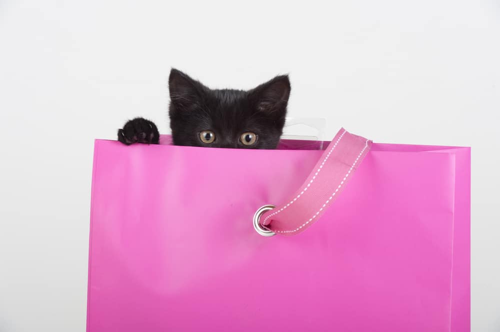 black-cat-in-pink-bag