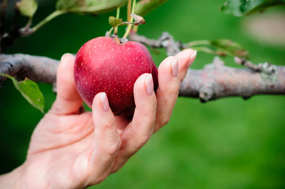 hand-holding-apple-on-tree