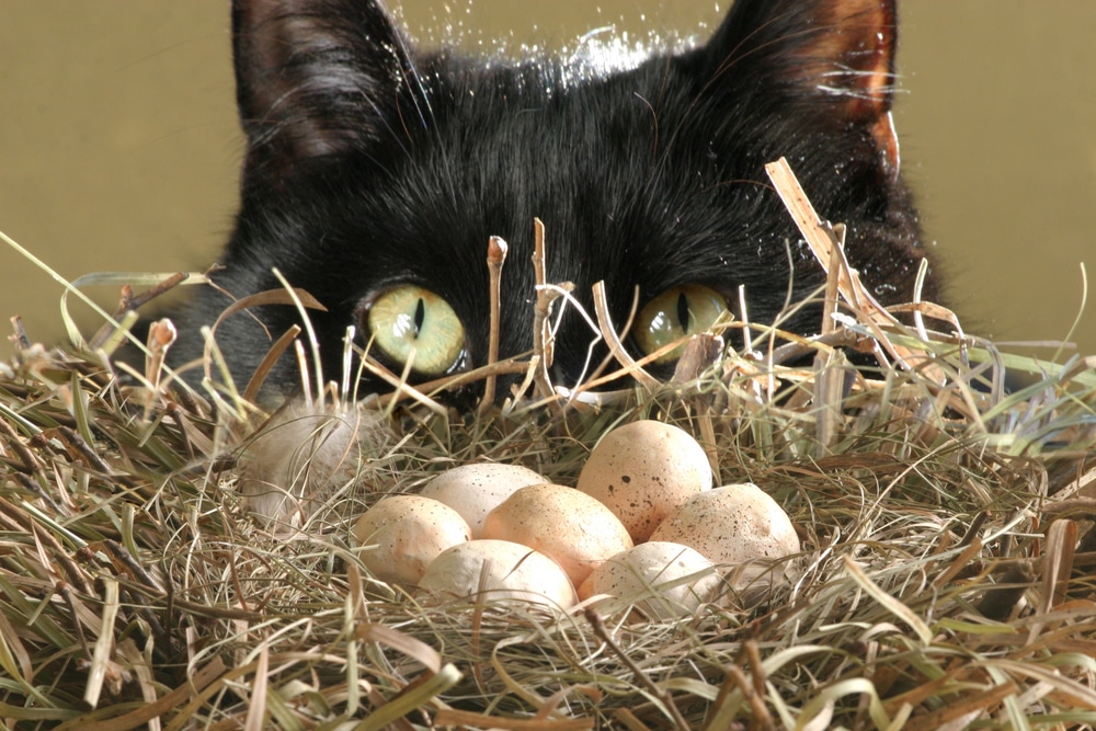 black-cat-looking-into-birds-nest-with-eggs