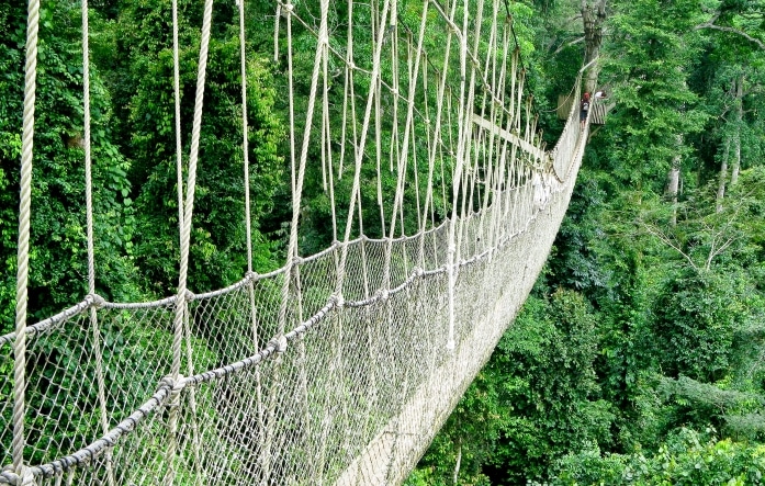 closeup-shot-of-hanging-rope-bridge-over-green-forest
