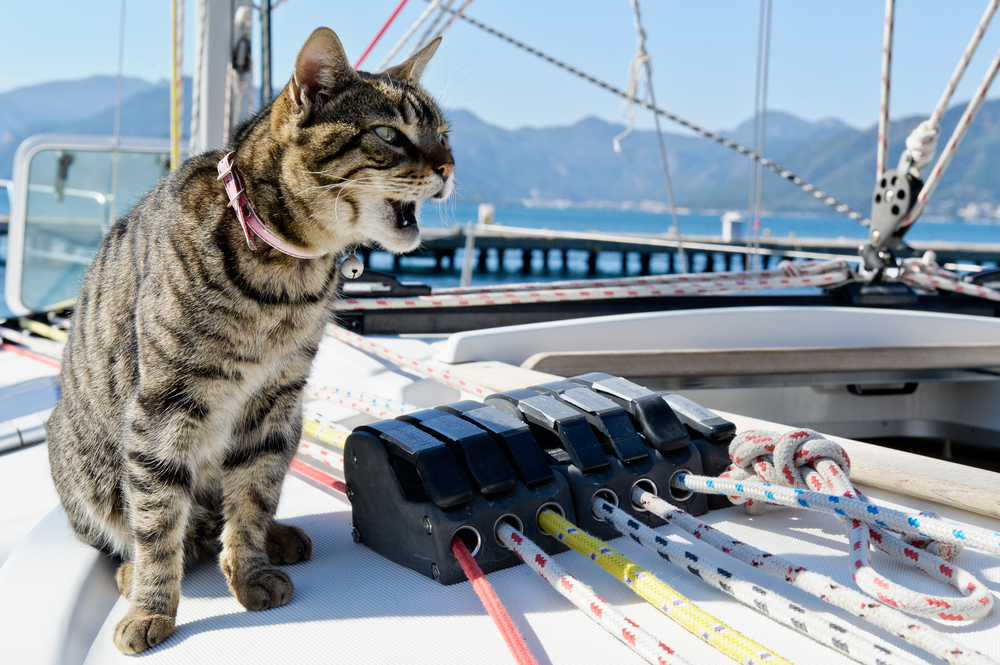 cat-meowing-on-boat