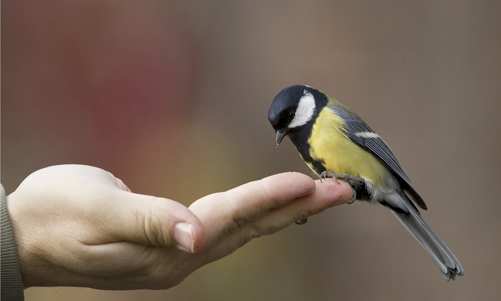 tiny-bird-on-tip-of-someones-fingers