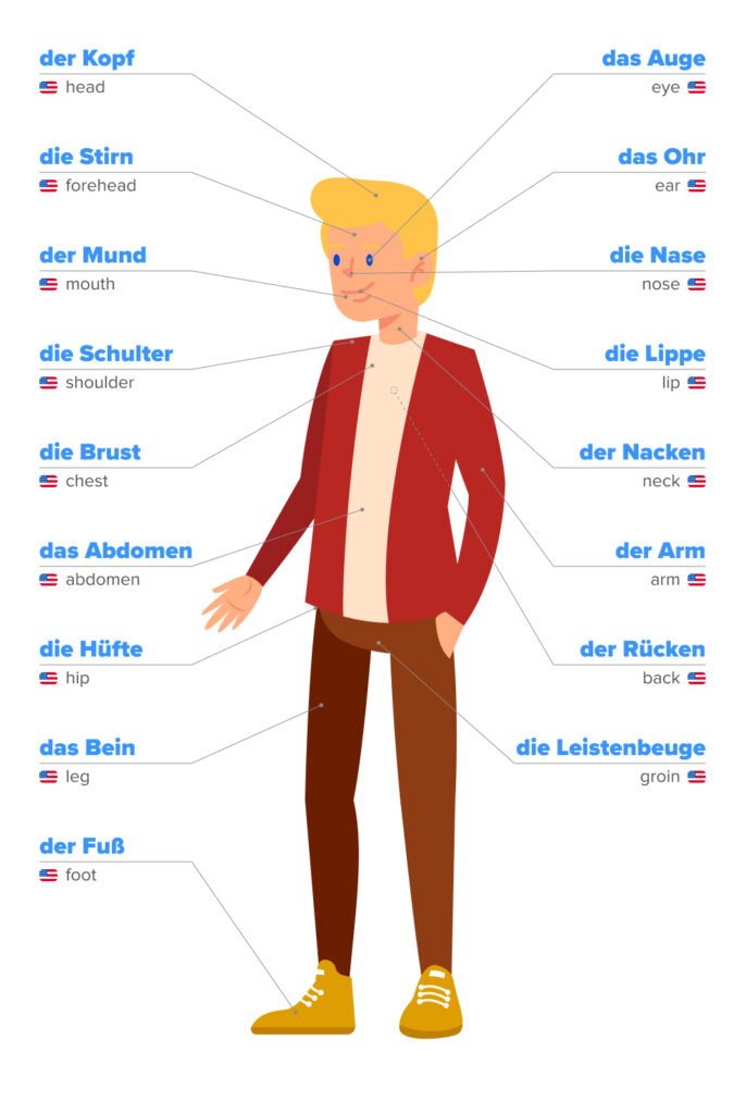 body parts in german        <h3 class=