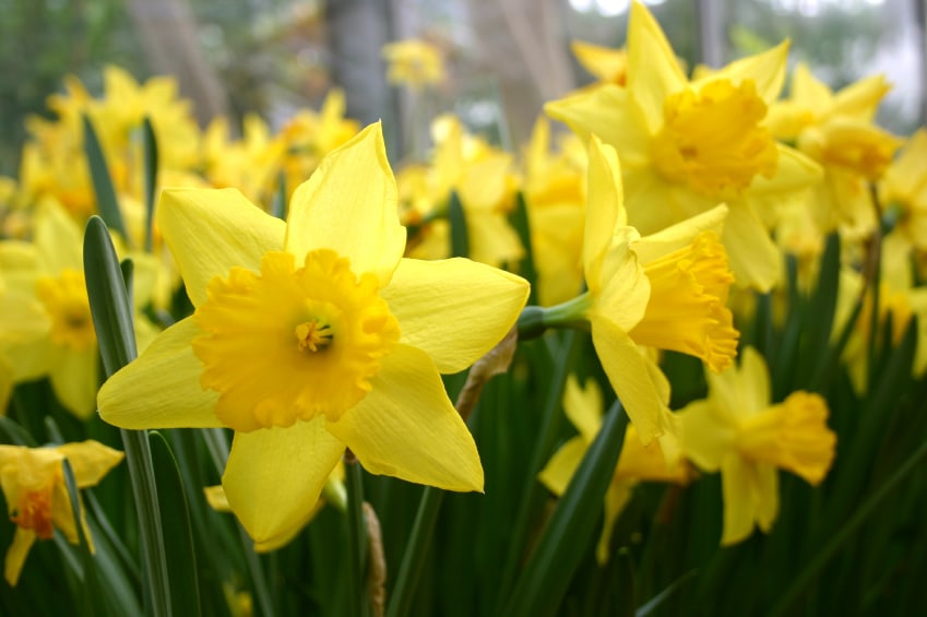 easter daffodils