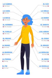 74 Words for Body Parts in Spanish (Plus Idioms and Expressions ...
