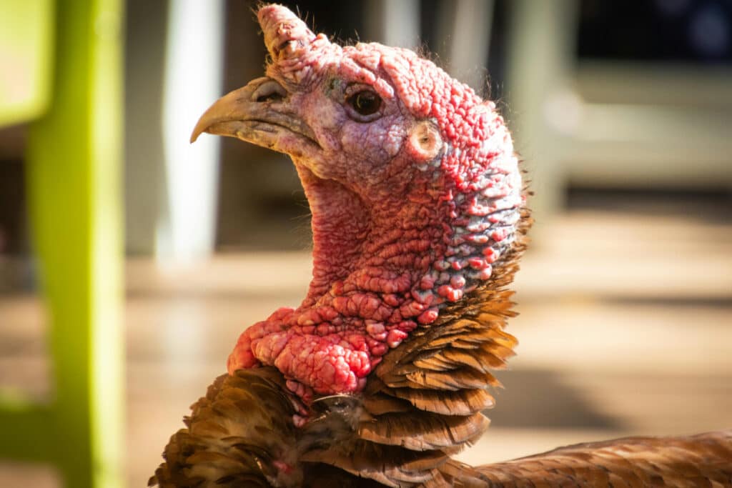 An image of a turkey outside