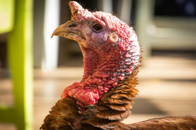 An image of a turkey outside