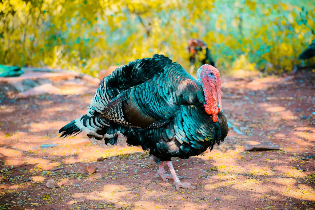 Two turkeys outside