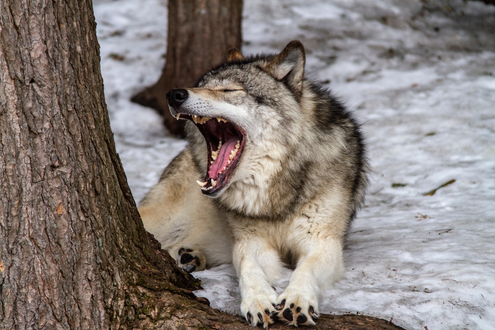 wolf yawning in the middle of snowy forest