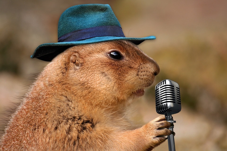 hamster wearing a hat and holding a mic