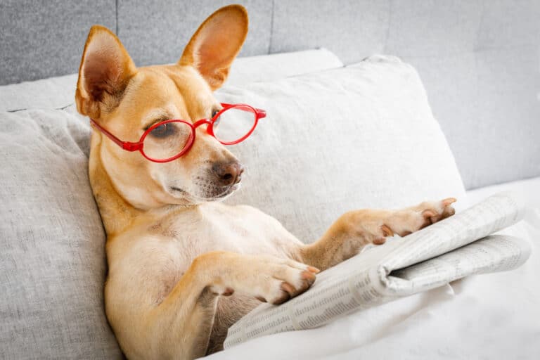 dog wearing red glasses reading a newspaper in bed