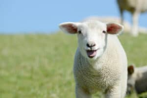 sheep smiling at the camera