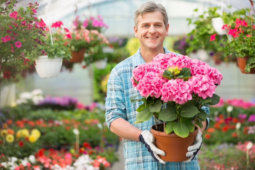 old man holding a pot of big pink flowers in a garden