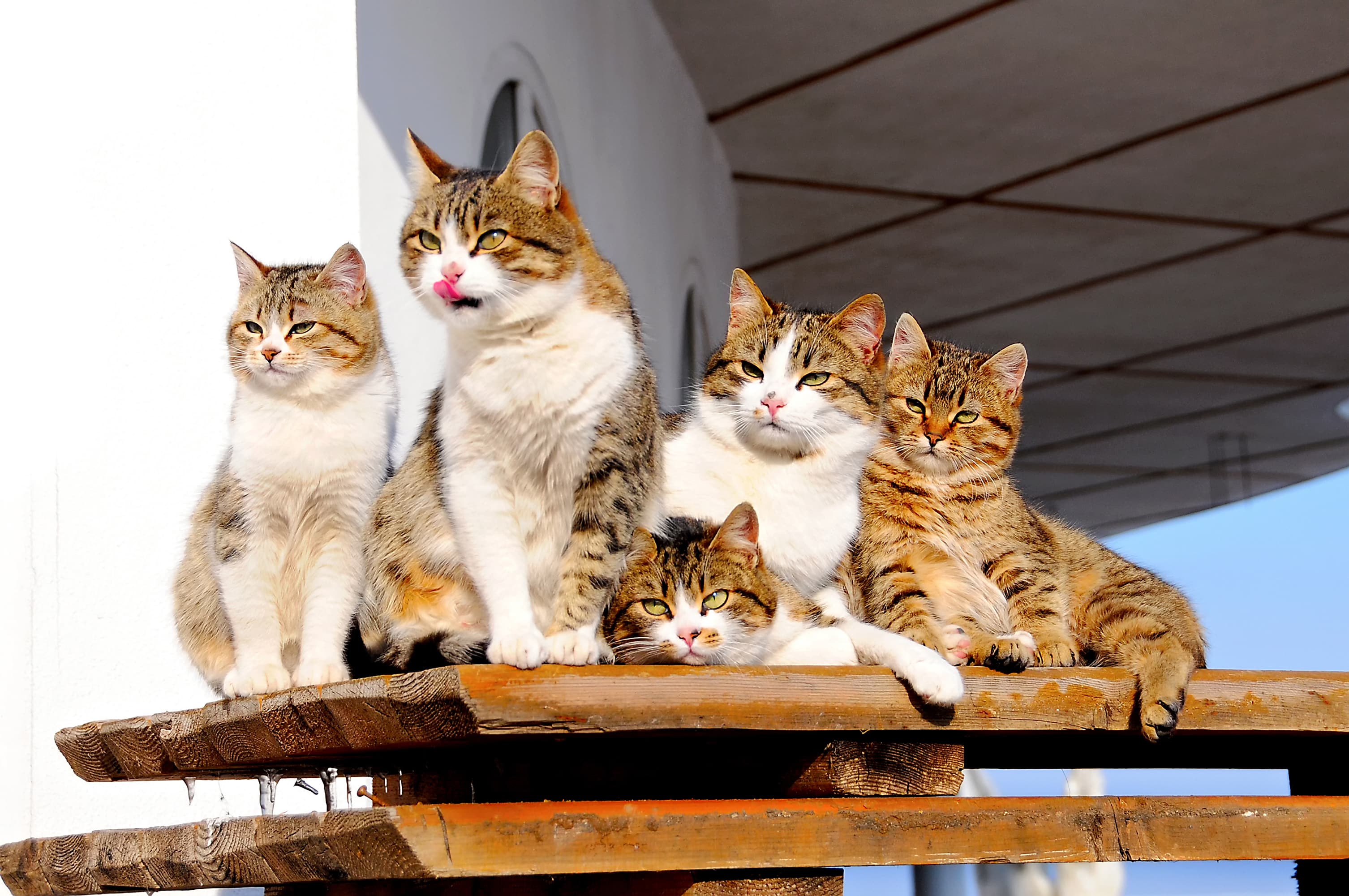 cats sitting on wood