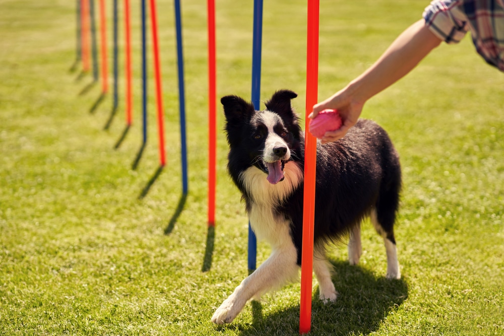 border collie playing fetch