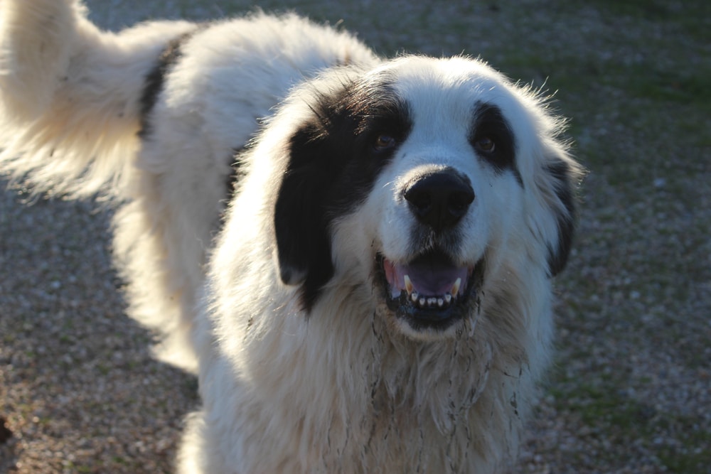 dog coming over to its owner