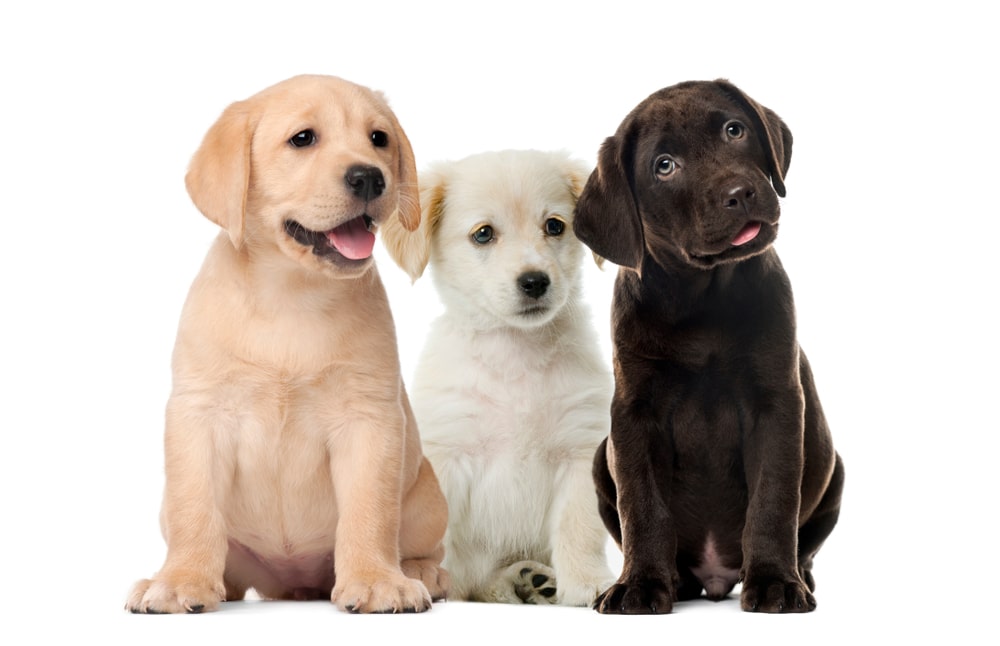 three dogs sitting down