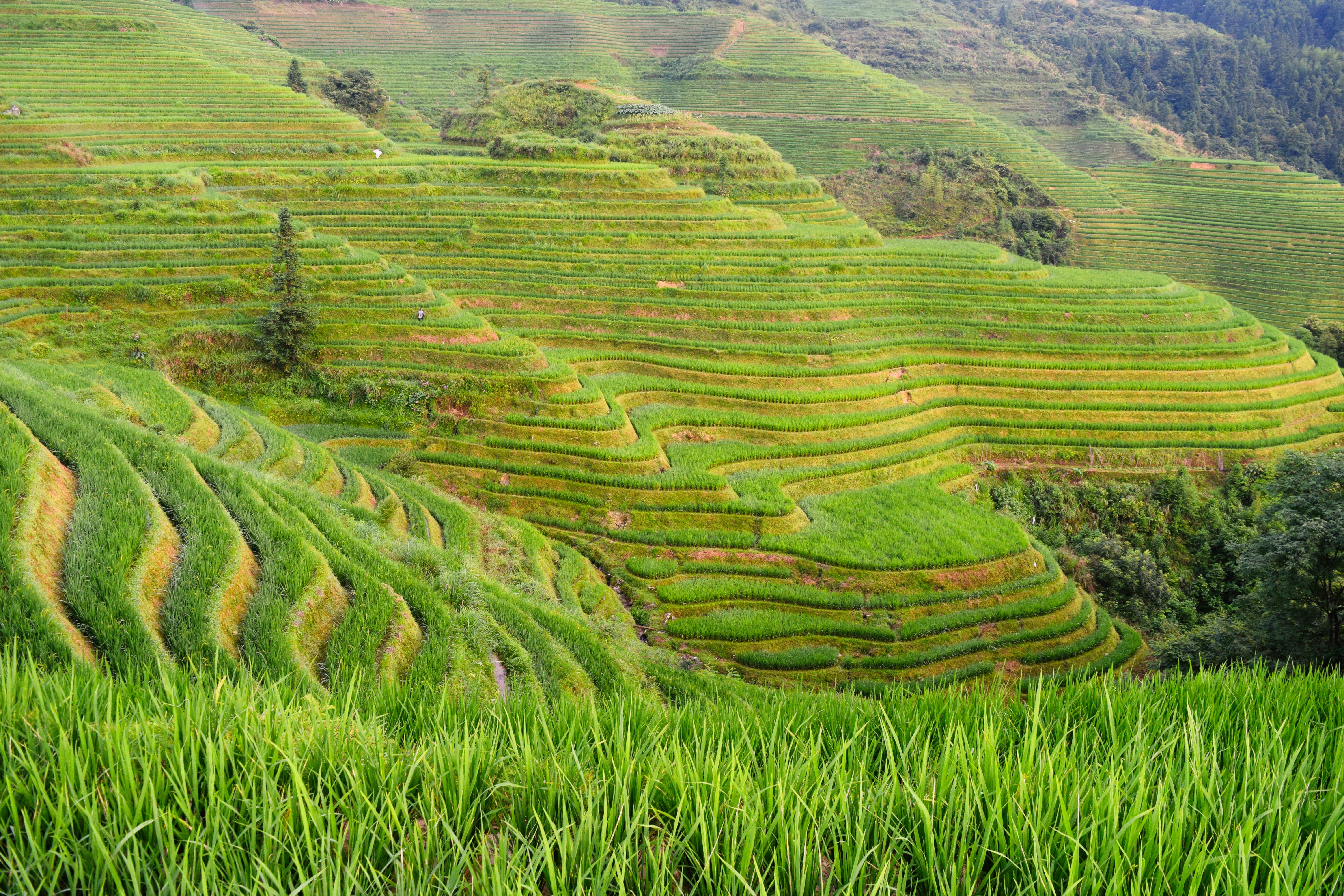 green-fields-in-guilin-china