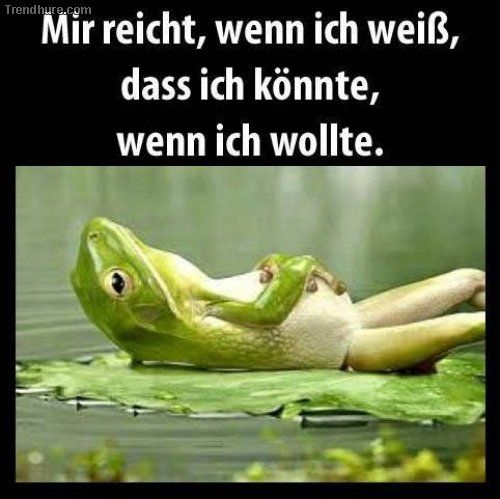 german meme on pinterest featuring a frog