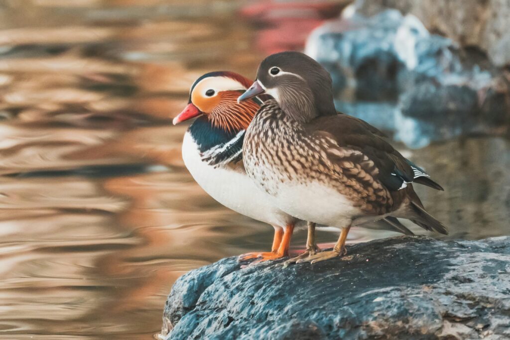 Photo by zhang kaiyv: https://www.pexels.com/photo/photo-of-two-mandarin-ducks-on-a-rock-6702290/