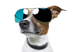 small dog wearing aviator sunglasses