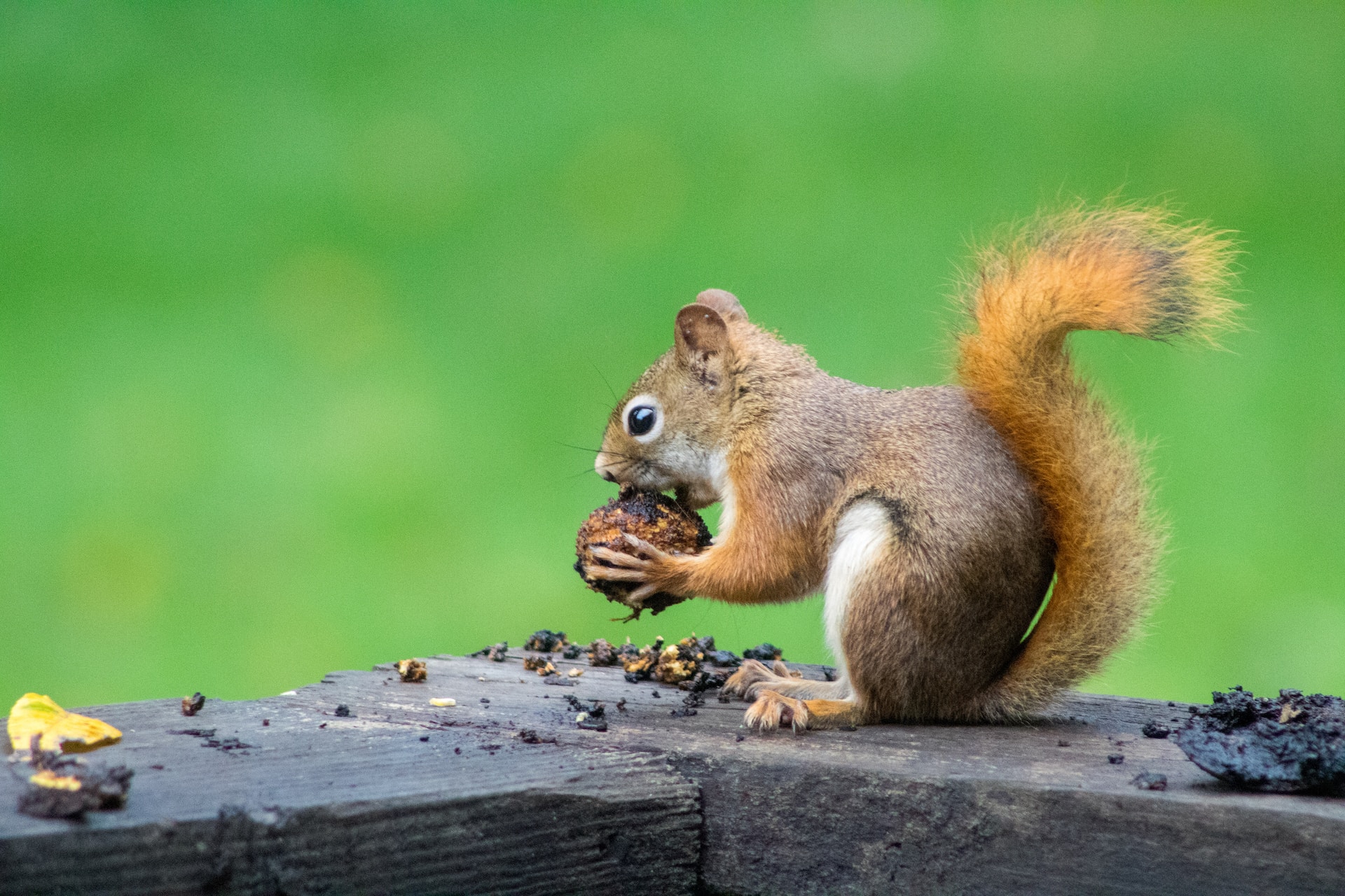 A squirrel holding a nut