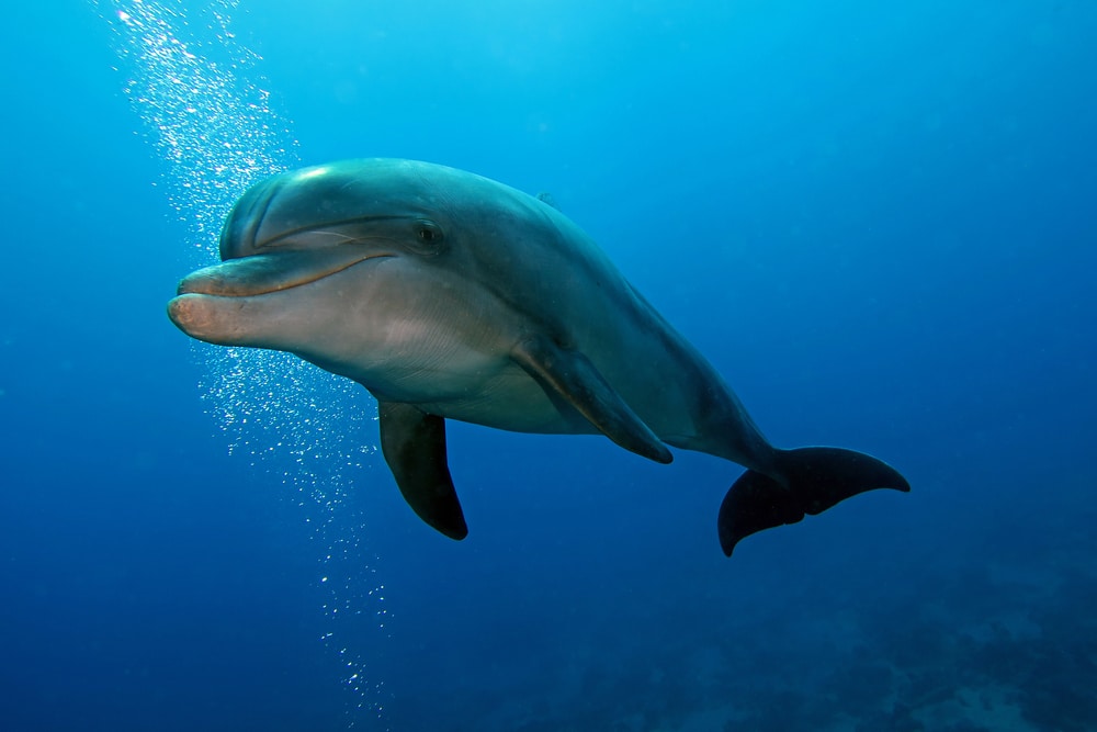 bottlenose dolphin