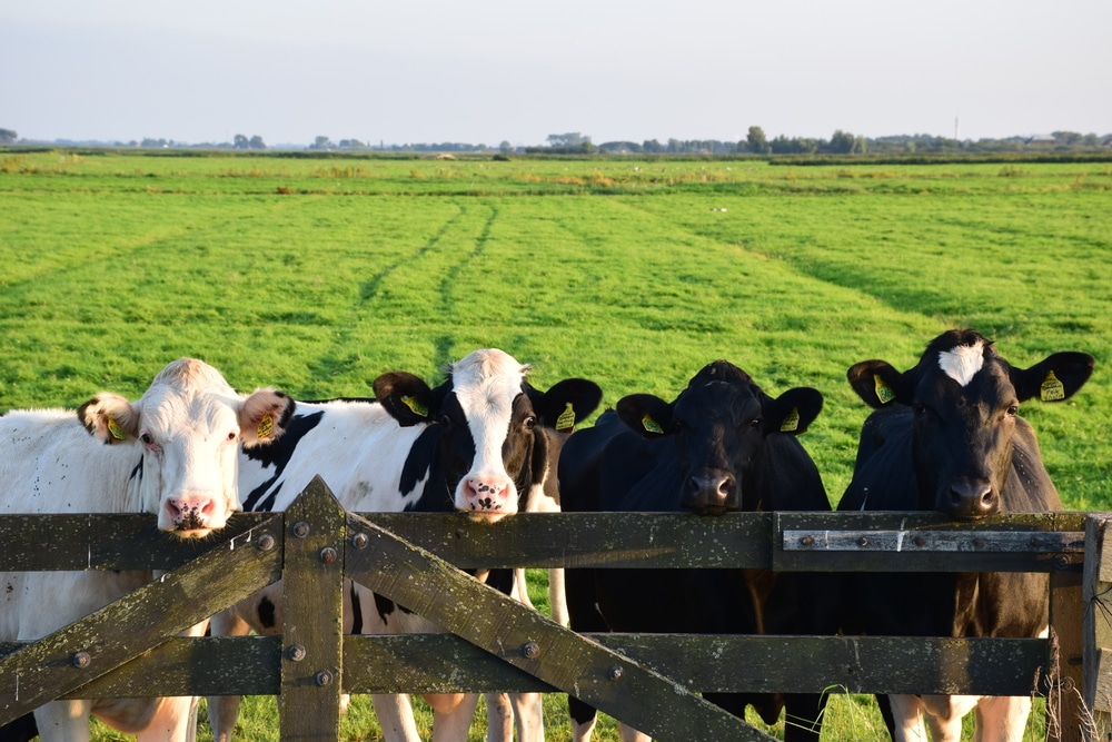 cows on a farm