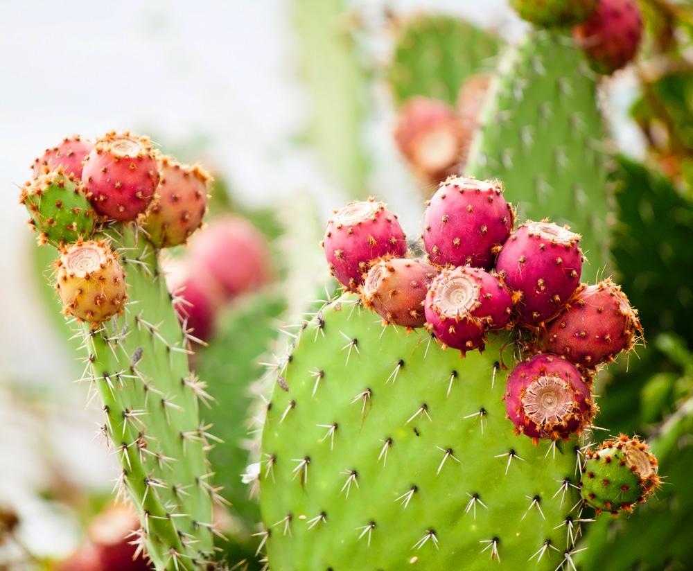 prickly-pear-cactus