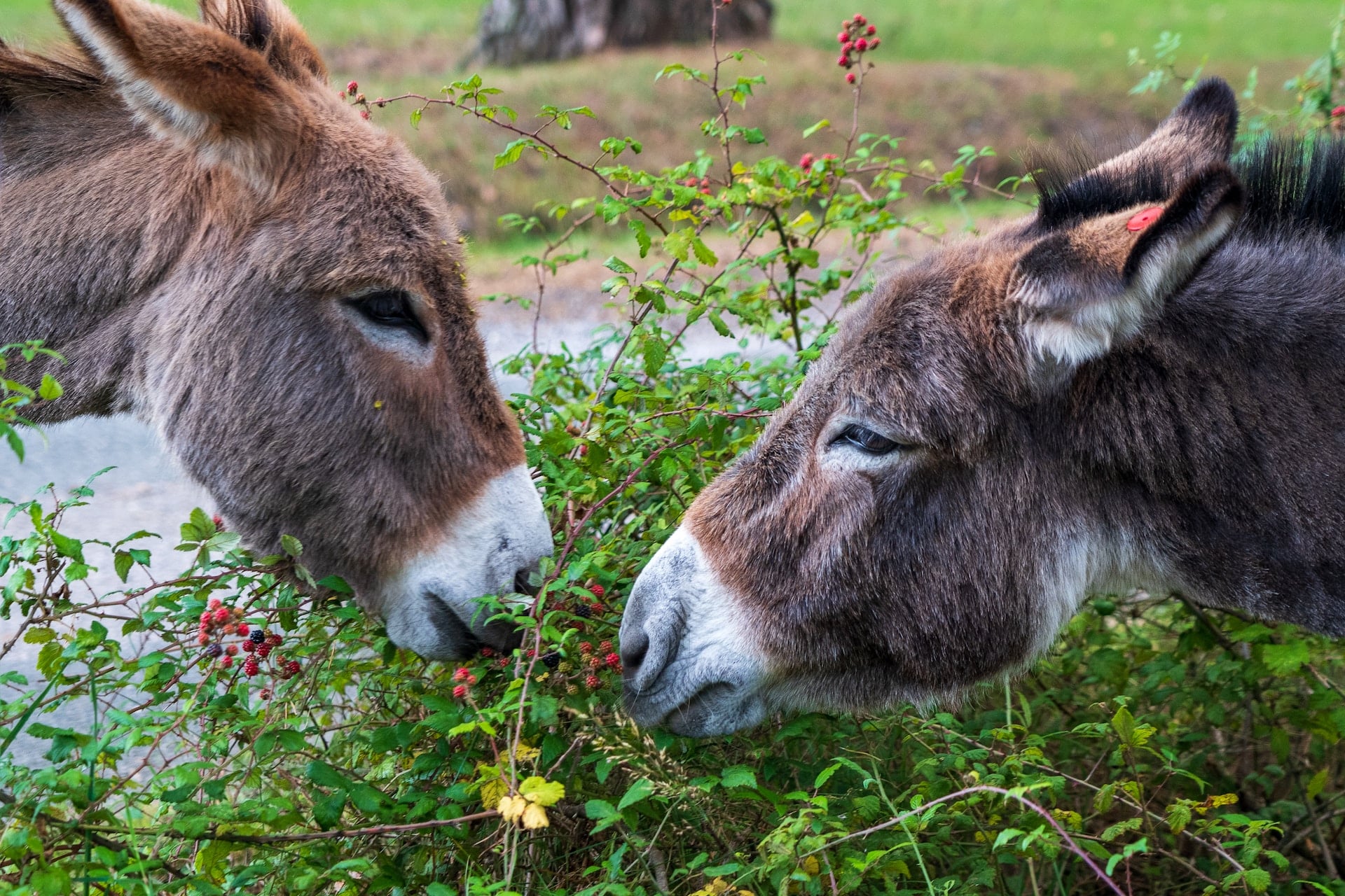 Two donkeys interacting in front of a bush