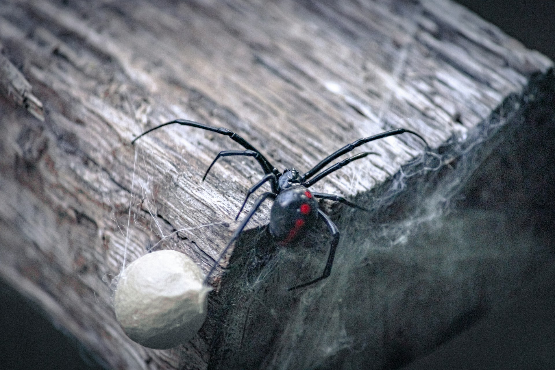 black-widow-spider-crawling-on-wood