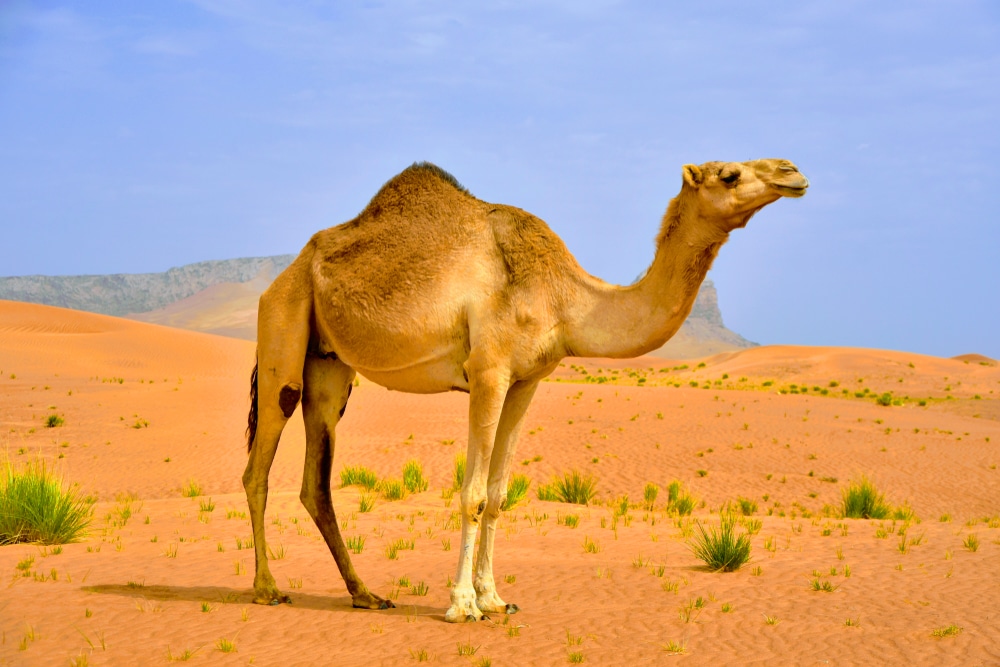 camel in the desert