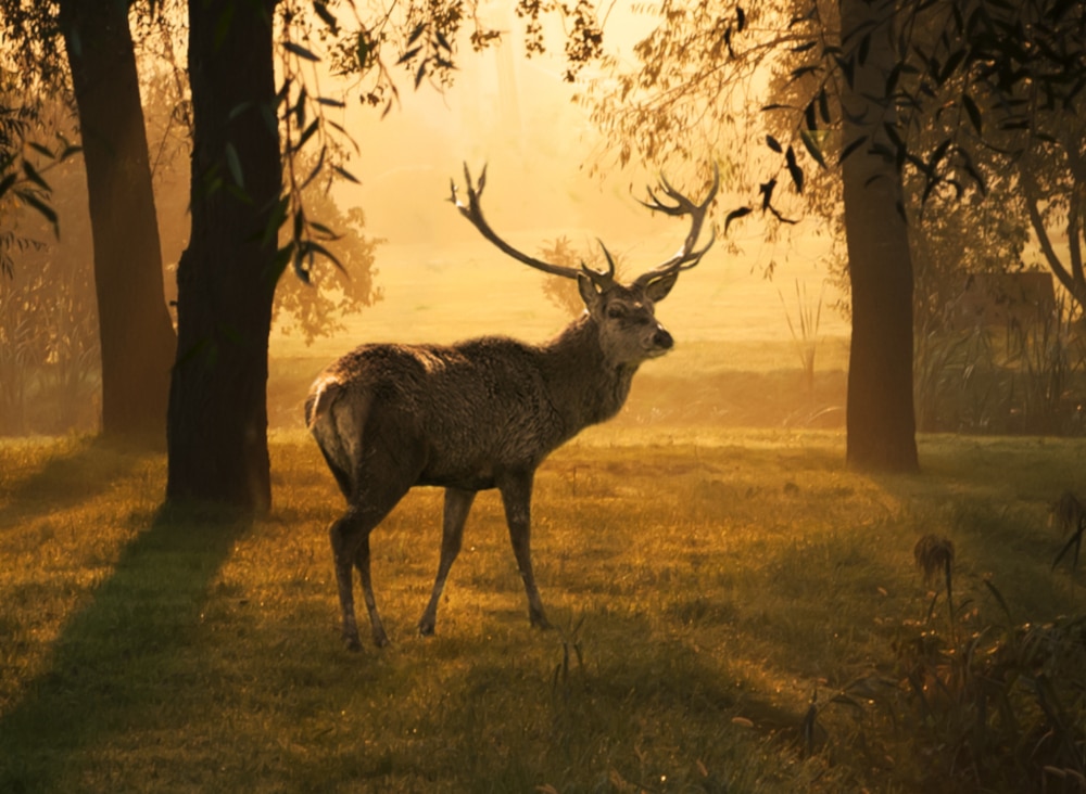 deer in forest