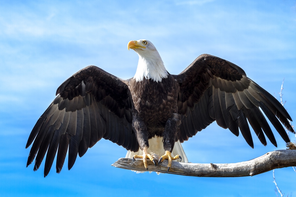 eagle on tree branch