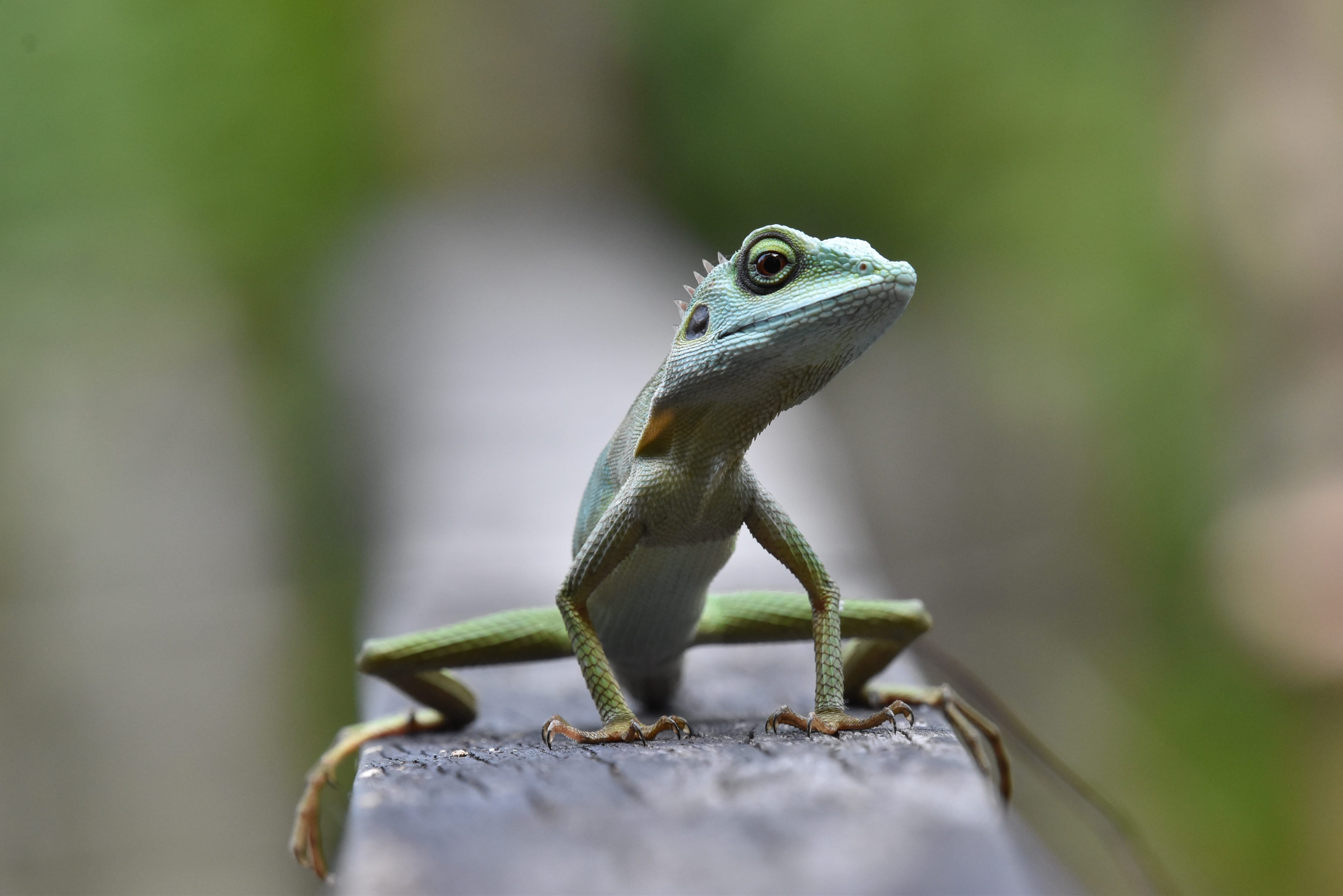 A gecko on a fence