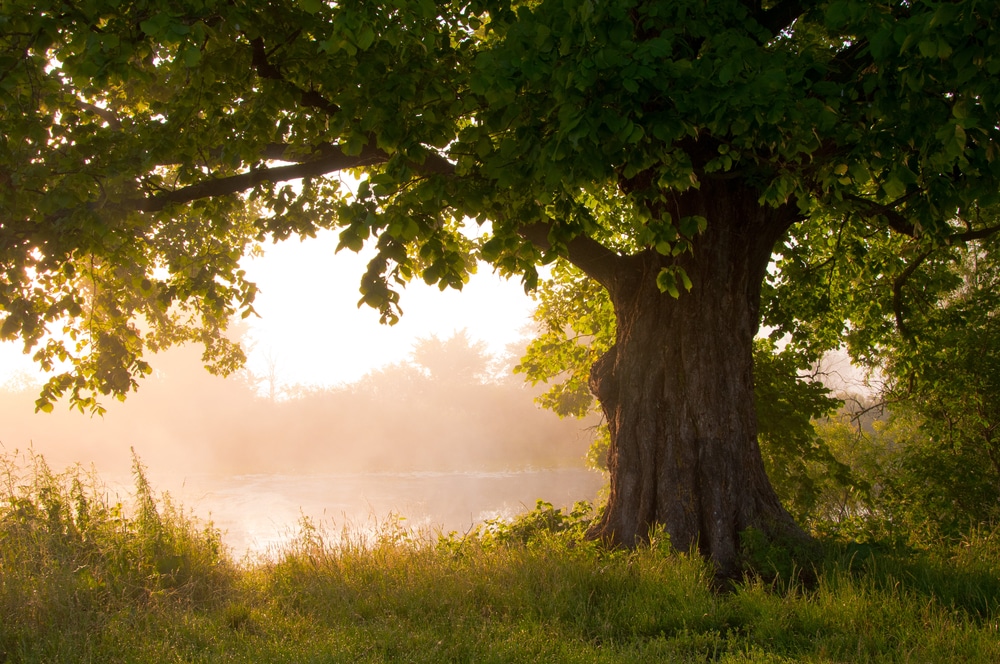 tree-and-pond