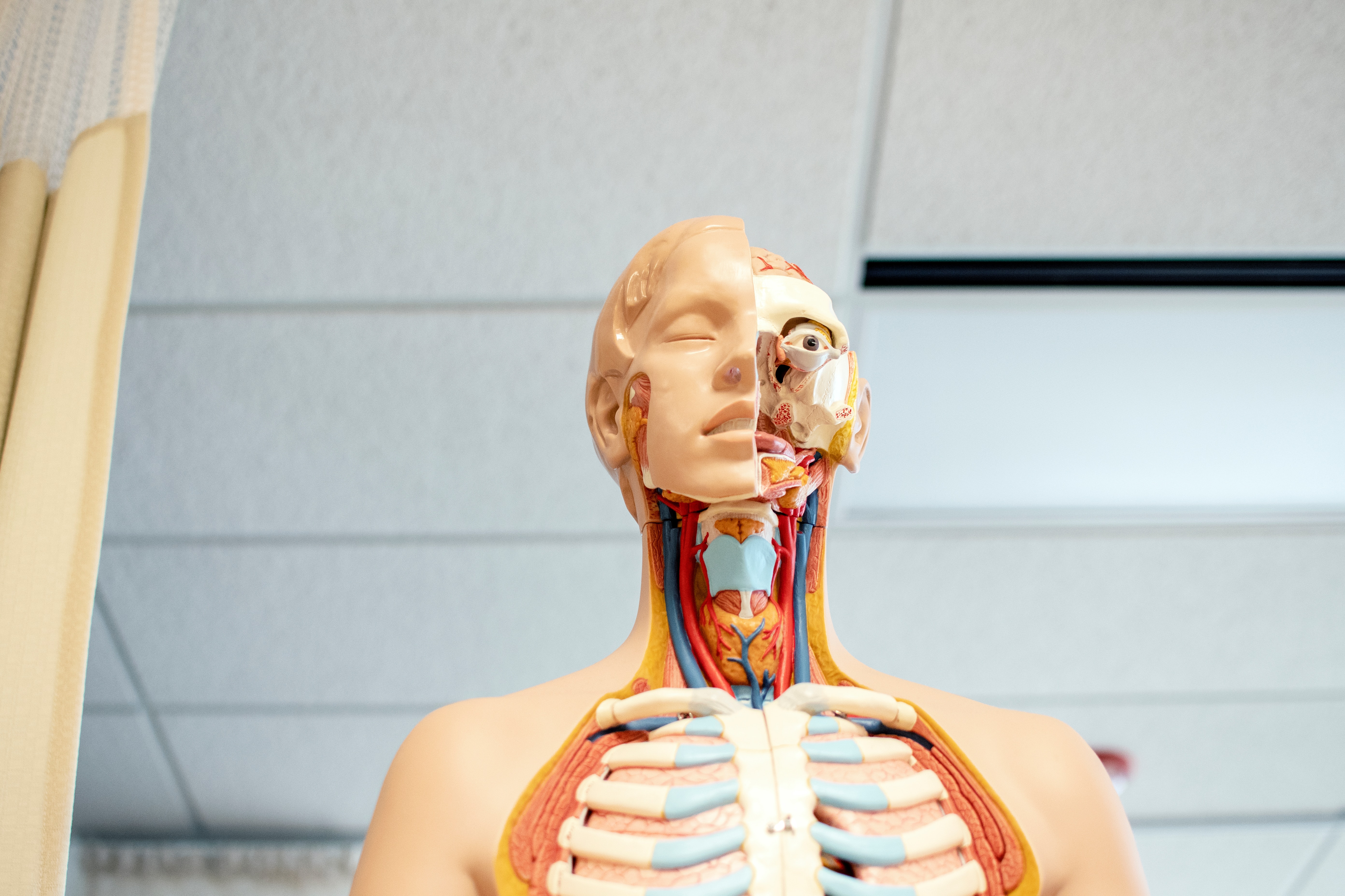 Model of a human body