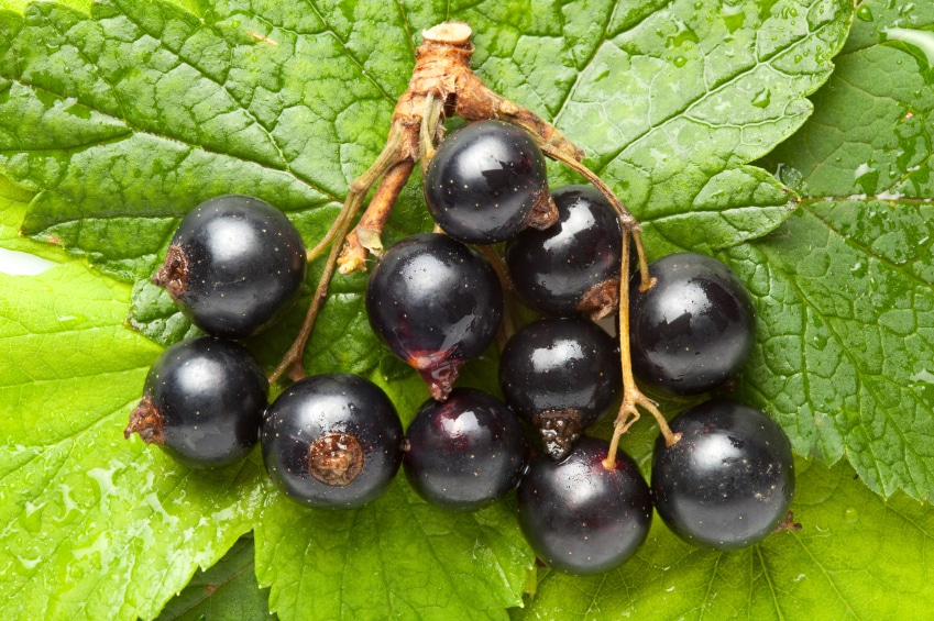 black currant