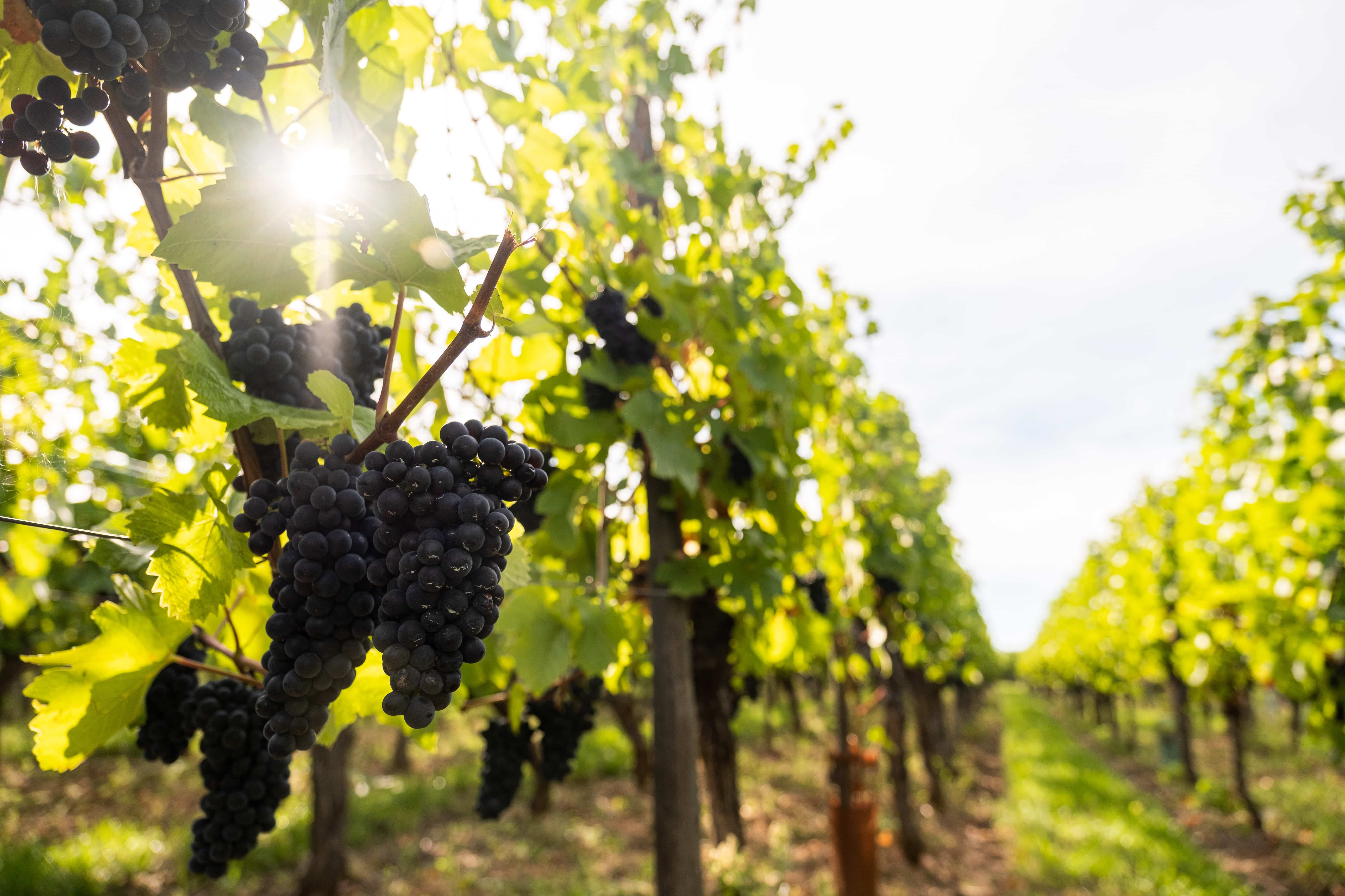 French-winery-grapes