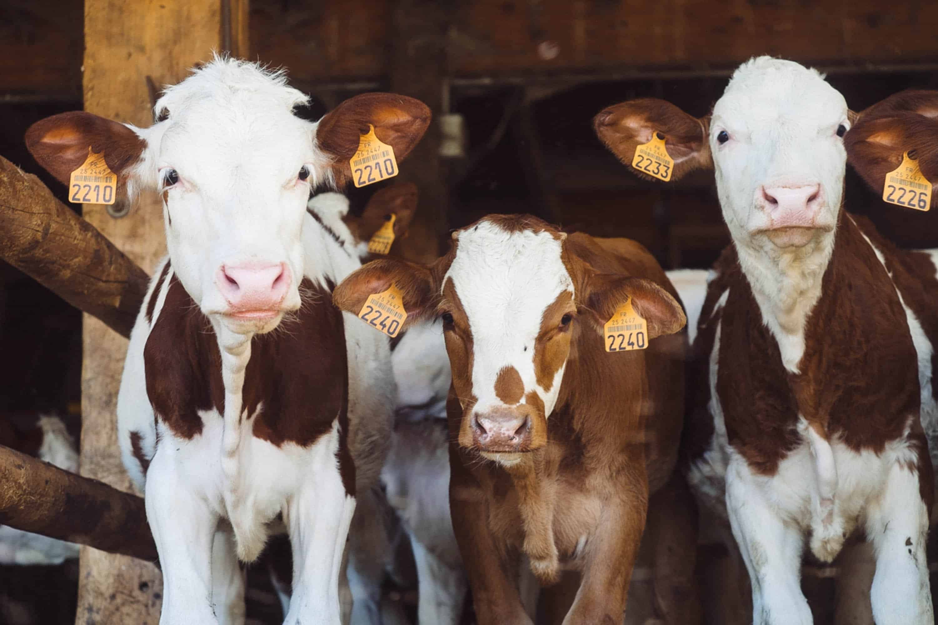 animals-in-french-farm-animals