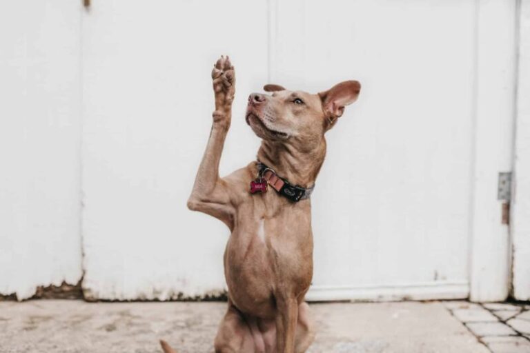 brown short coat dog with paw raised