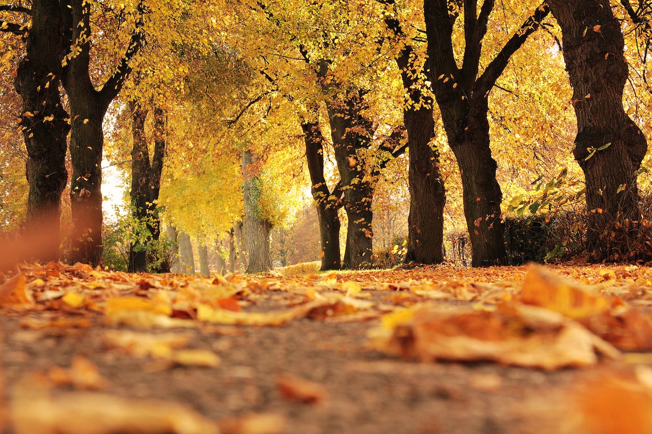 Leaves on the ground and autumn trees