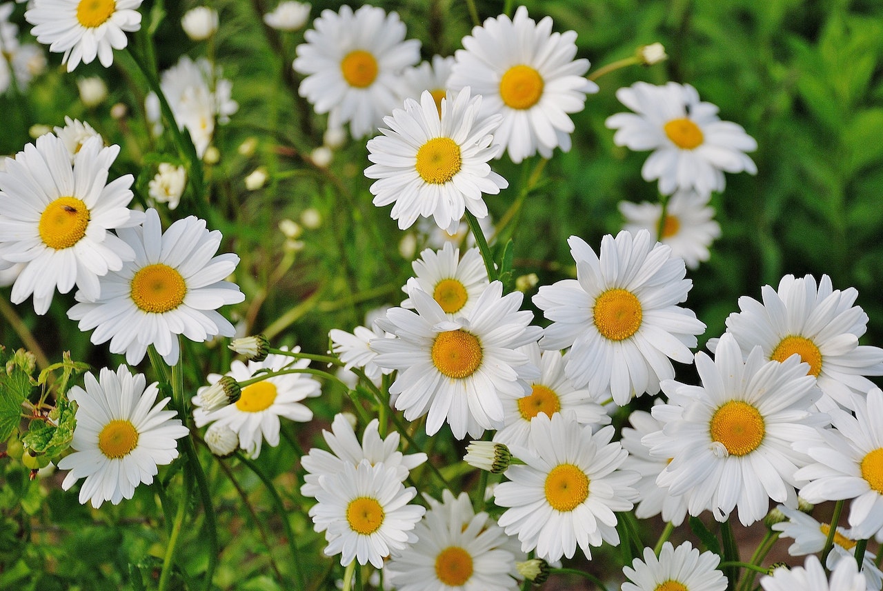 Group of white and yellow flowers