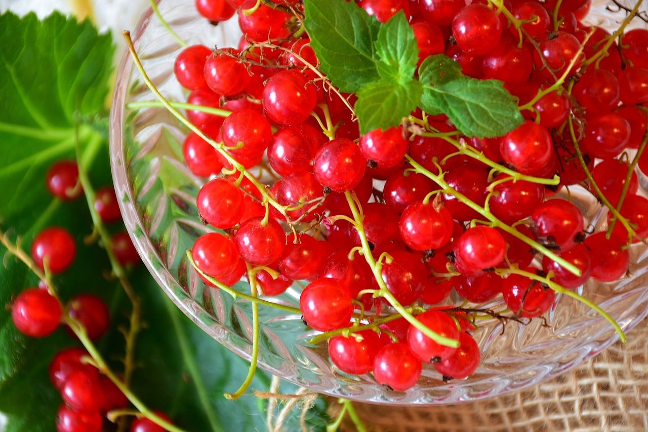 red currant