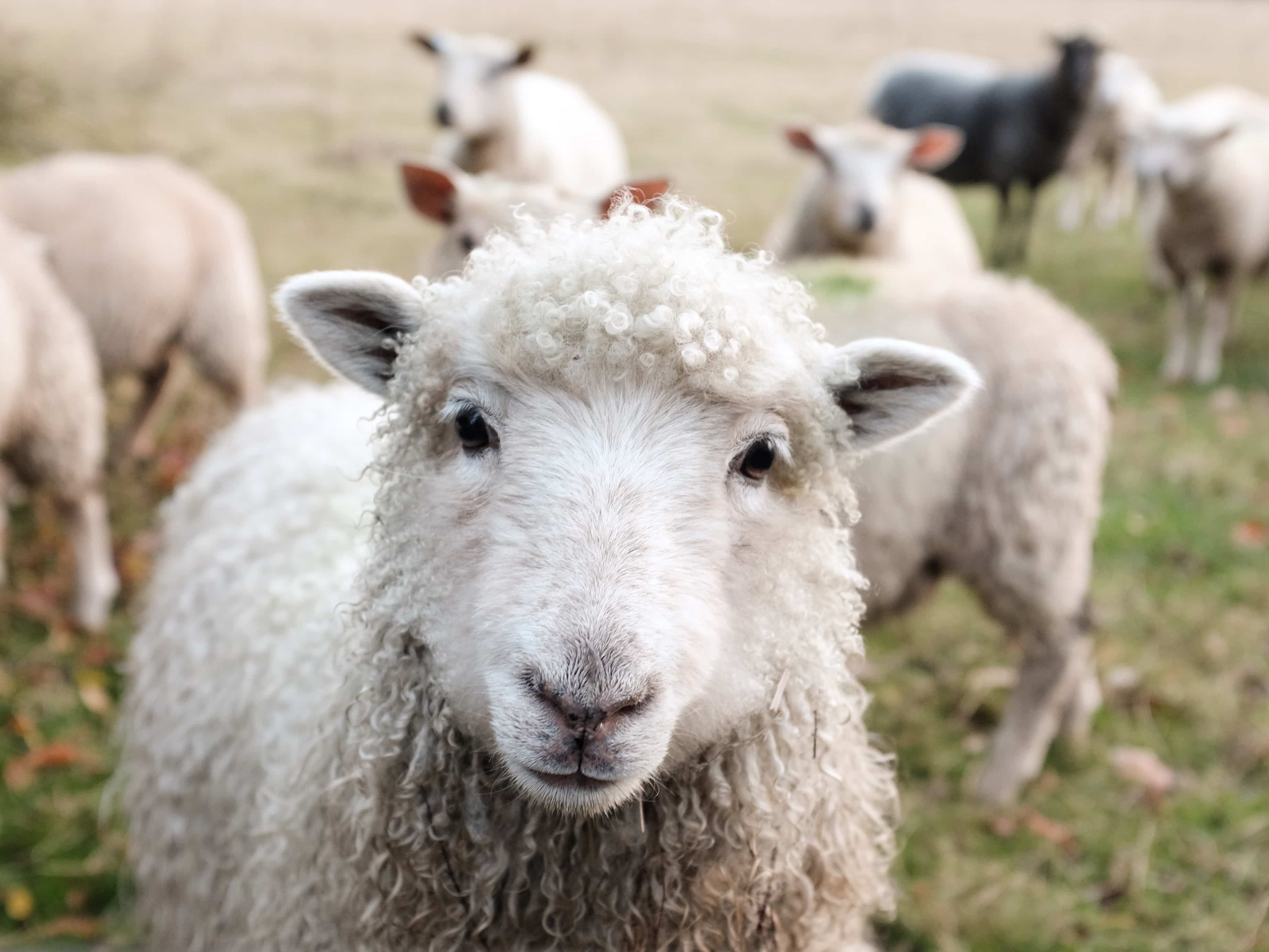 sheep-looking-at-camera