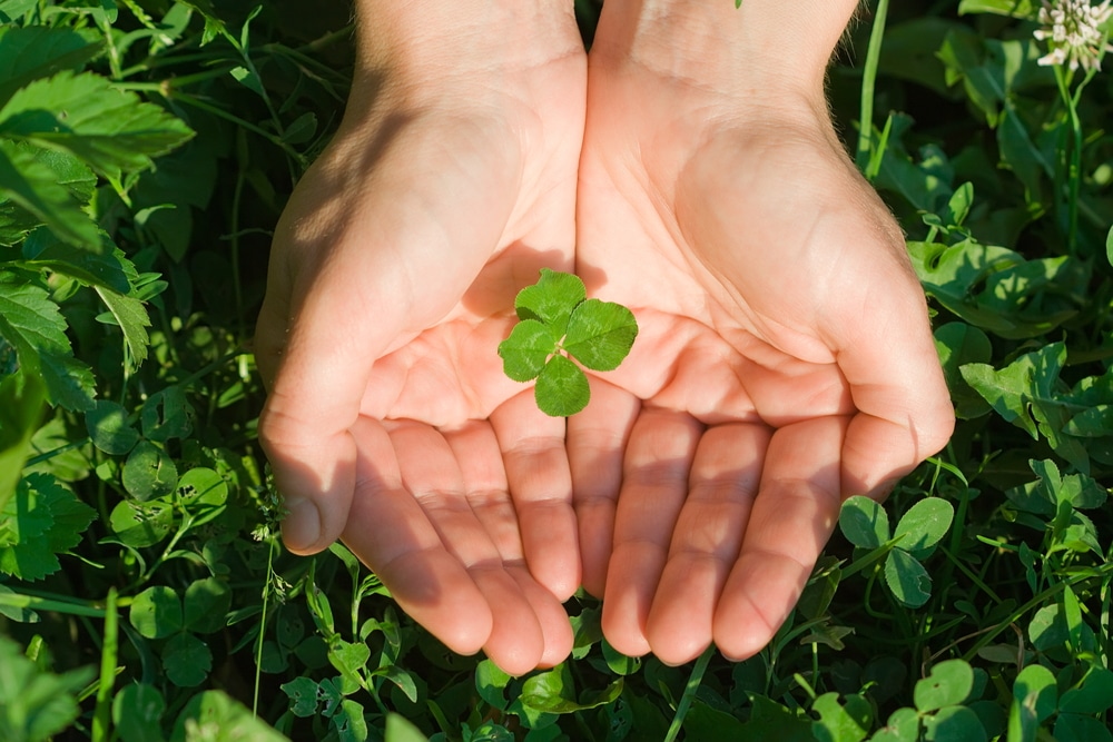 hands holding a four-leaf clover