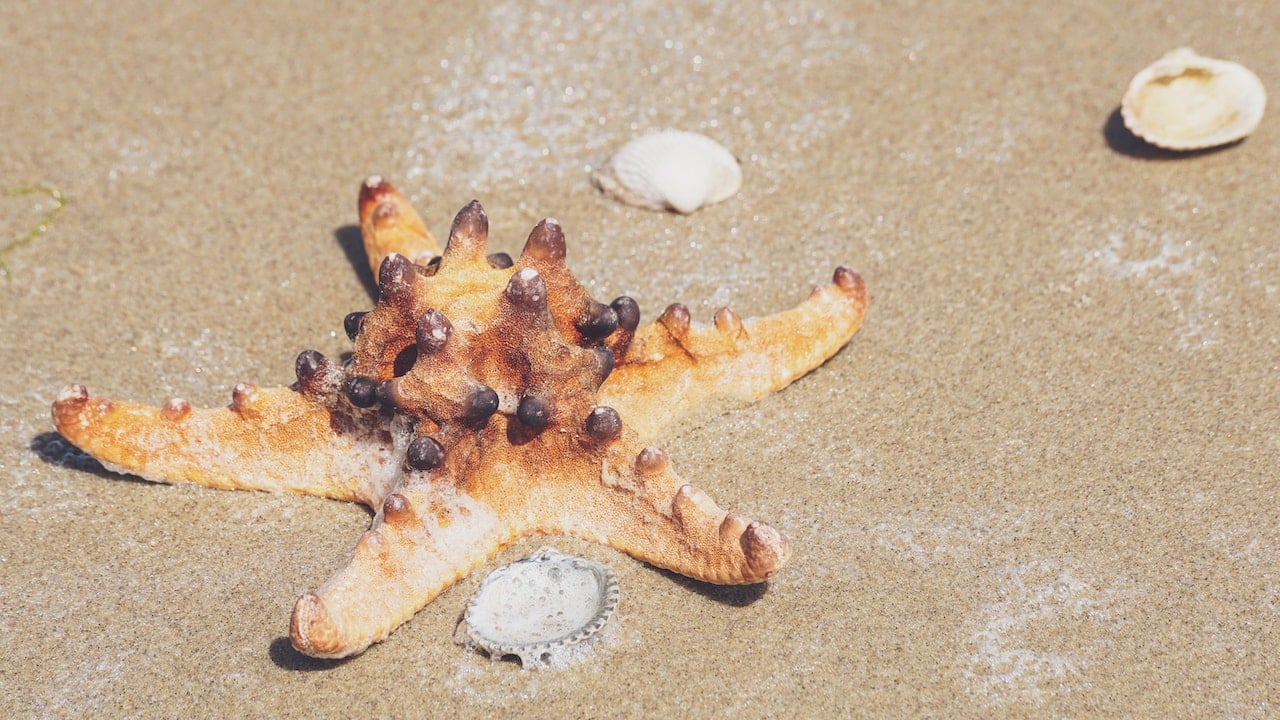 starfish on the beach