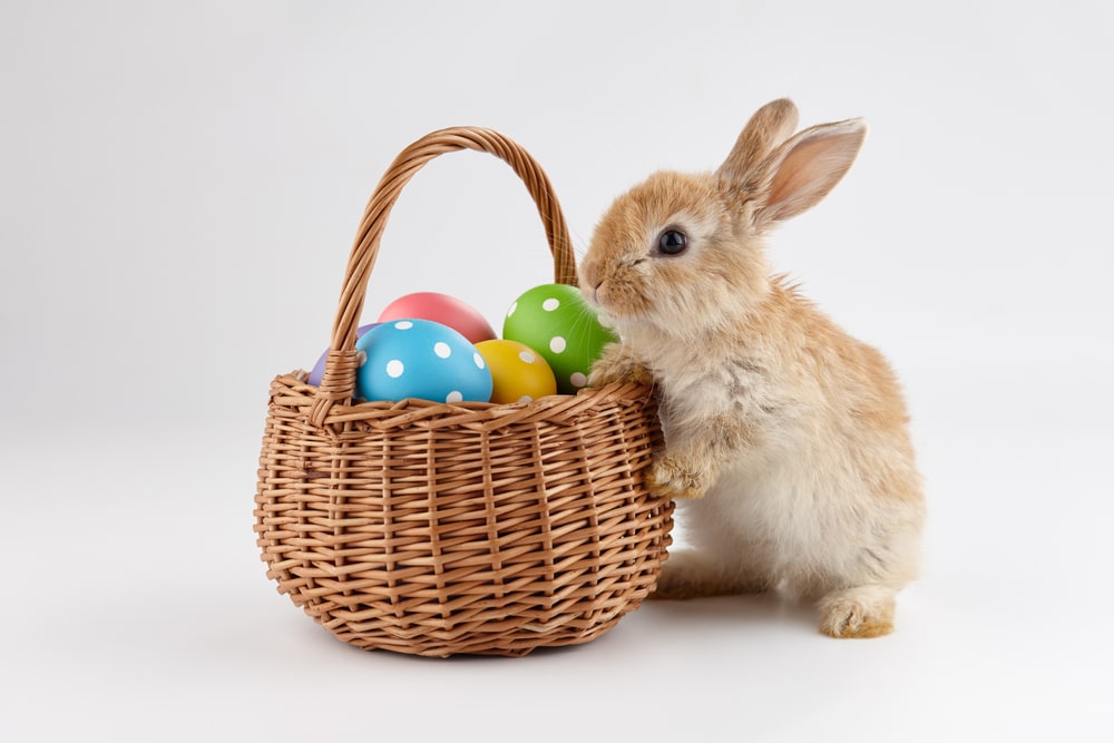 easter bunny with eggs